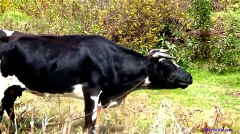 Vaca Peruana Mugiendo Youtube