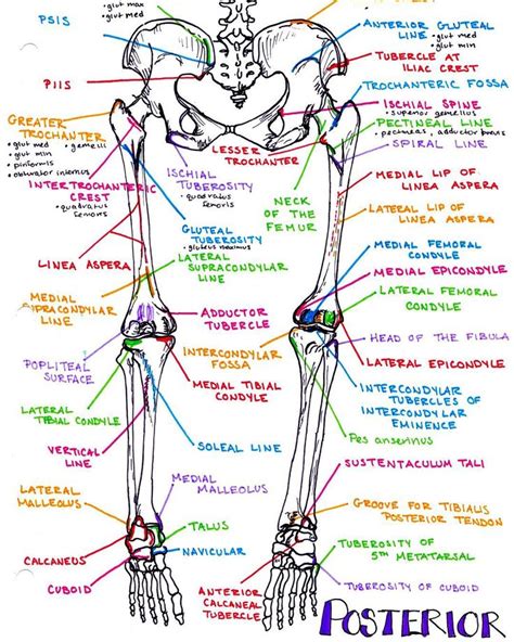 An overview of the anatomy of the hand, including the bones of the hand, muscles, blood supply and nerve supply. 506 Likes, 11 Comments - Dr. Katy Hanson (@hansonsanatomy ...