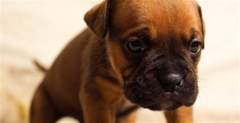 Cachorro Triste 9 Sinais De Que Seu Pet Pode Estar Triste