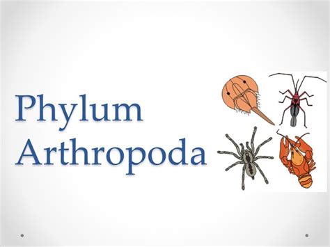Phylum Arthropoda Its Classification And Characteristics Overall