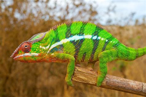 Chameleons Color Changing Secret Revealed Live Science