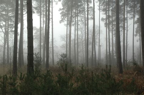 10 Reasons Why Forests Are Important The Environmentor