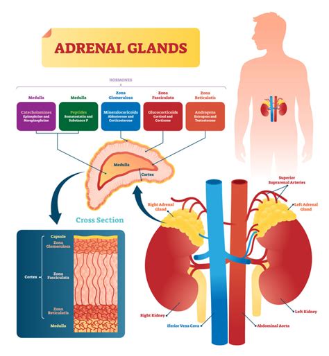 Pgt For Congenital Adrenal Hyperplasia Sharing Healthy Genes