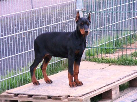 Auch ist der dobermann sowohl in einem braunen als auch in einem schwarzen farbschlag erhältlich. owalo design: Dobermann Hunde Kaufen