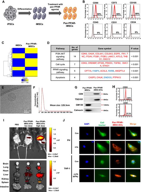 Characterization Of Pan Ppar Imscs And Pan Ppar Imsc Evs A Schematic