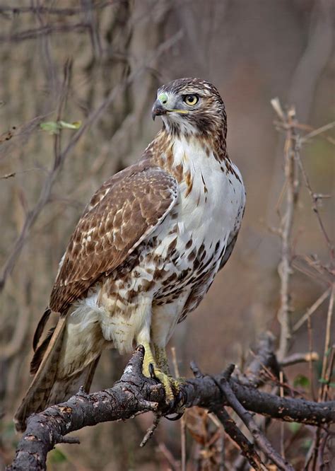 10 fun facts about the red tailed hawk audubon 51 off