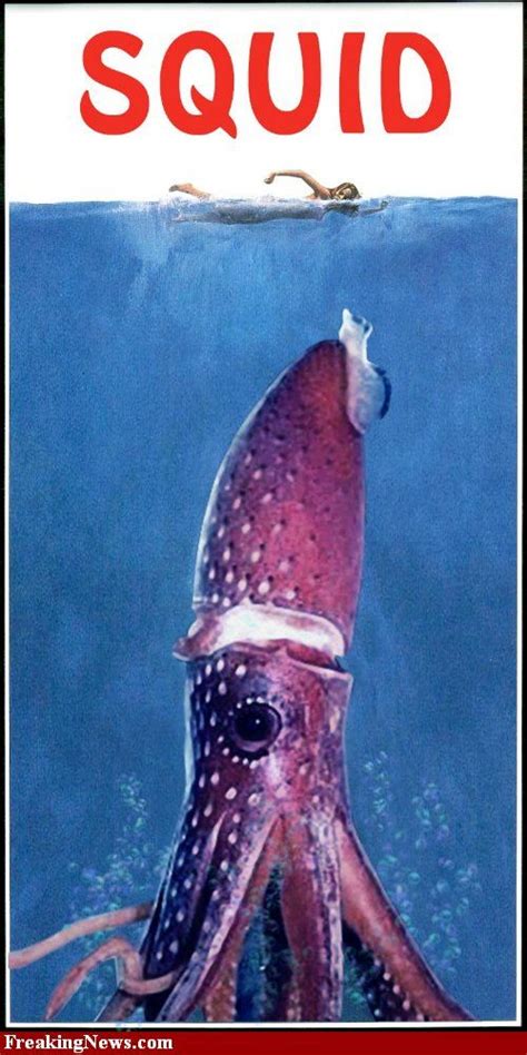 Funny Squid Pictures Freaking News Colossal Squid Squid Picture
