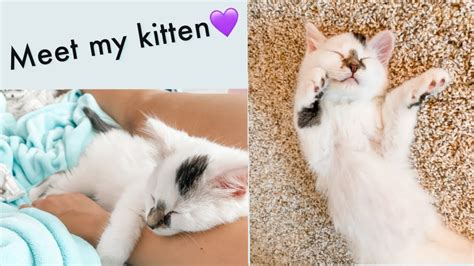 Meet My Kitten Youtube
