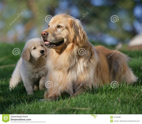 Mother Dog And Puppy Stock Photo Image Of Thoughtful