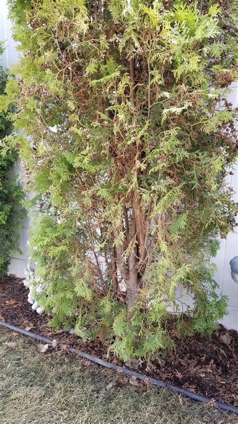 Will My Brandon Cedar Thuja Occidentalis Thicken Up Again Or Is This