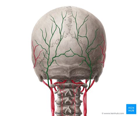 Occipital Artery Anatomy Branches Supply Kenhub