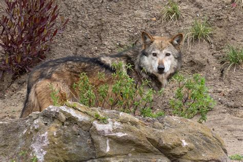 Endangered Mexican Wolves Debut At Sf Zoo Kqed Science