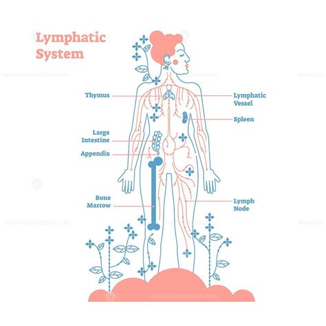 Artistic Lymphatic System Anatomical Vector Illustration Diagram Poster