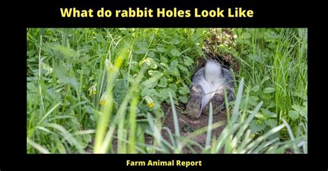 7 Easy Signs What Do Rabbit Holes Look Like 2024 Burrows Hole Pdf