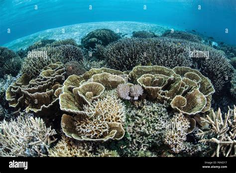 Delicate Reef Building Corals Thrive In Shallow Water In Alor