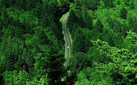 Green Nature Beautiful Road Through Forest