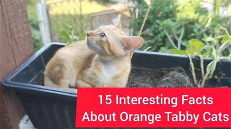 15 Fascinating Facts About Orange Tabby Cats 😻👀 Youtube