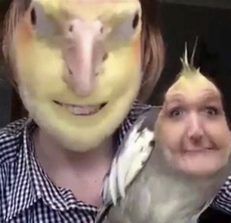 Birds With Human Faces