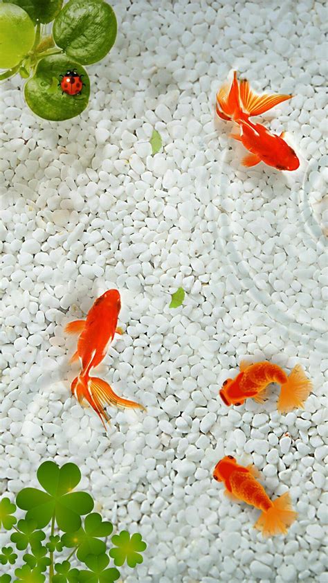 Goldfish Wallpapers Wallpaper Cave