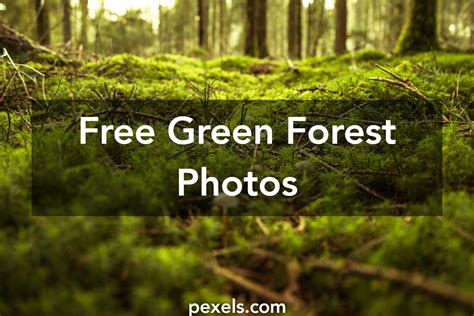Free Stock Photos Of Green Forest · Pexels