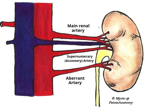 Gross Anatomy Of The Kidney