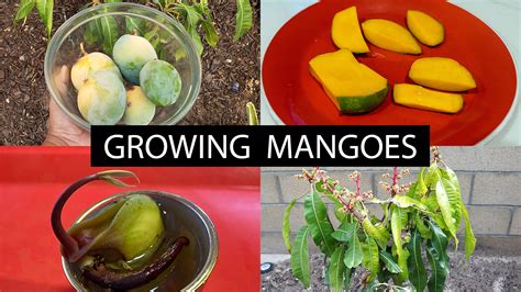 The Fun Of Growing Mango Trees Helpful Tips
