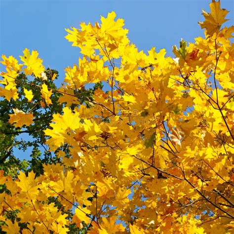 Branches And Yellow Autumn Leaves Against The Blue Sky Stock Photo