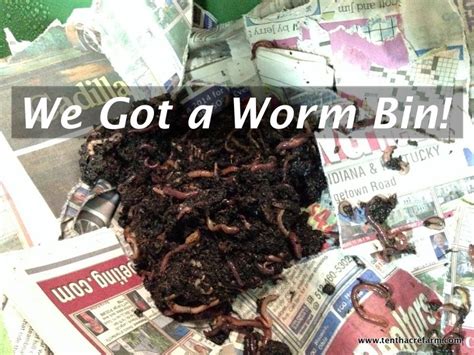 worm worms beginners composting bin tenthacrefarm why scraps always way