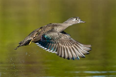 Wood Ducks In Flight Ed Erkes Nature Photography