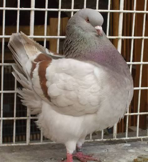 Fancy Pigeons For Sale Pigeons For Sale Racing Pigeons For Sale