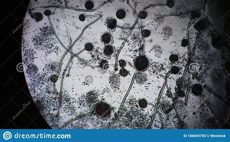 Hidden Life Of Microscopic Fungi Stock Photo Image Of Fungus Science