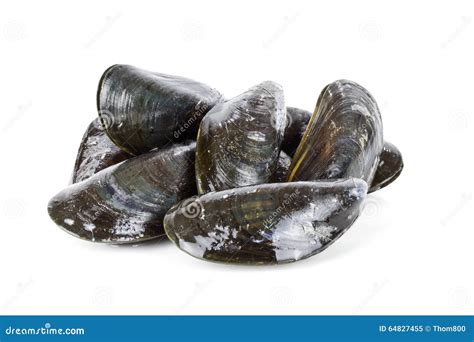 Fresh Mussels Stock Image Image Of Ocean Background 64827455