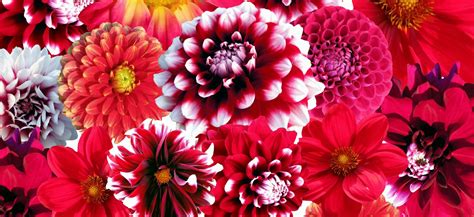 Tutte le schede di coltivazione sulle specie di giardino che sono in grado di produre bellissimi fiori gialli. Dalia: Consigli su Come Piantare i Bulbi da Fiore