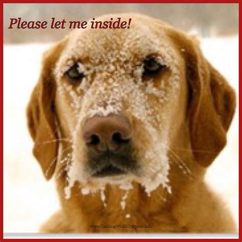 Please Bring Your Pets Inside During The Cold Weather Dog Cold Dogs