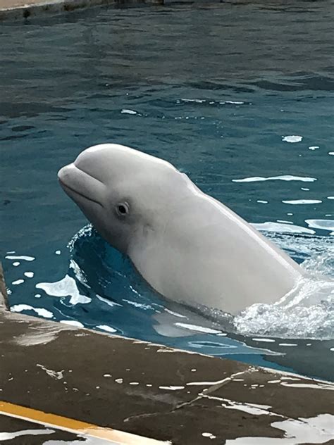 Beluga Whale Delphinapterus Leucas Zoochat