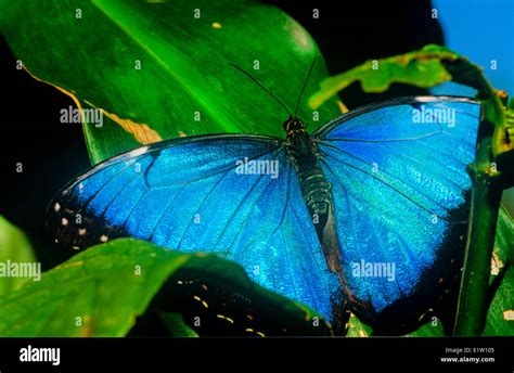 Blue Morpho Butterfly Morpho Peleides Limpida Dorsal View Mexico