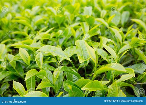 Tea Bushes Mountain Plantation Cameron Highland Malaysia Stock Photo