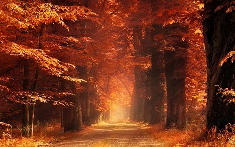 4540532 Leaves Landscape Trees Morning Fall Forest Red Nature
