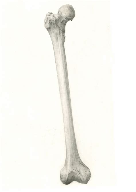 Human Femur By Uk Bone Drawing Human Anatomy Drawing Art