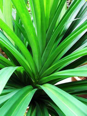 Daun bawang adalah tunas hijau yang tumbuh sebelum umbi bawang mulai terbentuk. PANDAN - Pandanus odorus | Herba Semulajadi Malaysia