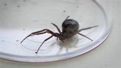 Britains Most Poisonous Spiders Bt