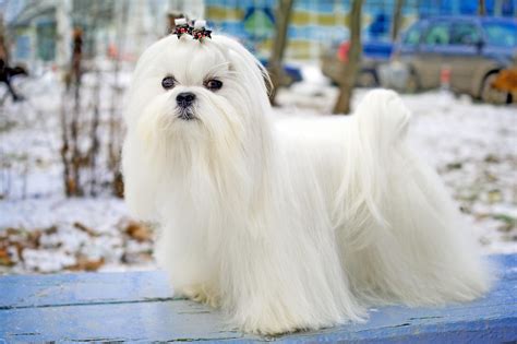 Maltese Dog Breed Information And Characteristics Daily Paws
