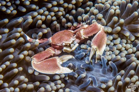 Porcelain Anemone Crab Facts And Photographs Seaunseen