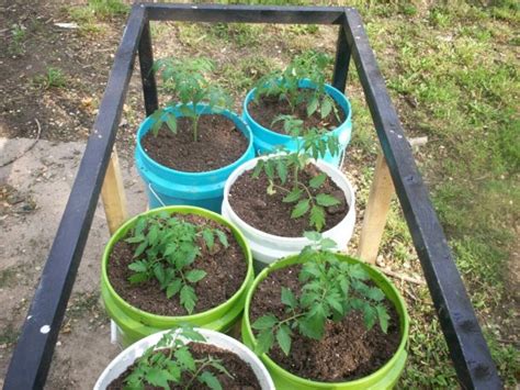 How To Grow Tomatoes In 5 Gallon Buckets Tyres2c