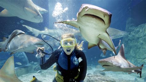 11 Places Where You Can Swim With Sharks Expedia Viewfinder