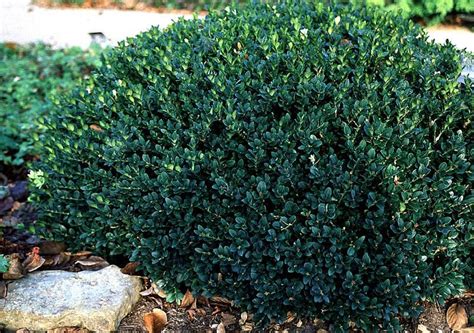 Buxus Vardar Valley Boxwood Broadleaf Evergreen American Boxwood