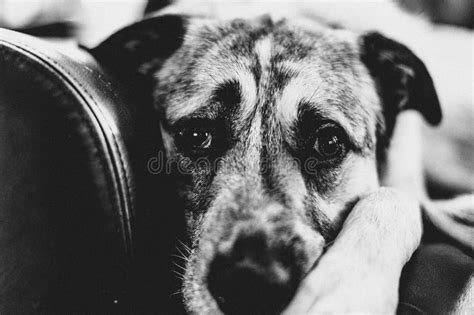 Greyscale Shot Of A Sad Dog Stock Image Image Of Lifestyle Purebred