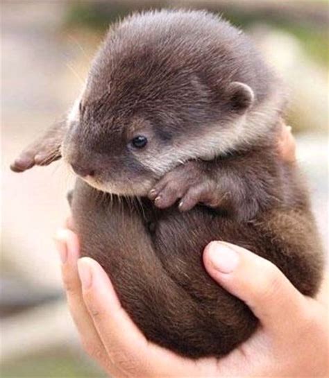 Baby Otter Cat Pictures For Kids Animal Pictures Funny Cat Images