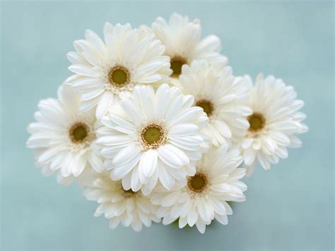 If you're in search of the best pink flower white background, you've come to the right place. White Flower HD Wallpapers