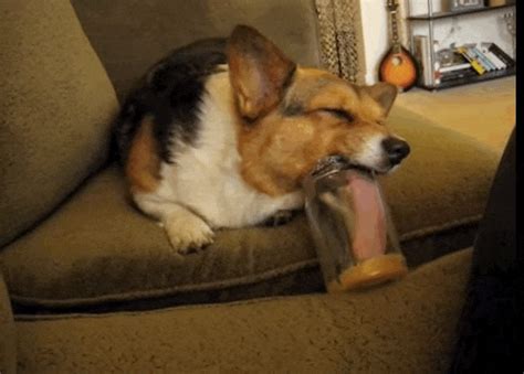 14 Stages Of Your Dogs Peanut Butter Addiction